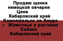 Продаю щенка немецкой овчареи › Цена ­ 5 000 - Хабаровский край, Комсомольск-на-Амуре г. Животные и растения » Собаки   . Хабаровский край